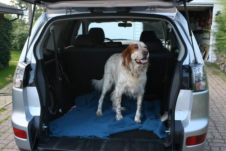 9 Creative Ways to Remove Pet Hair from Your Car’s Interior