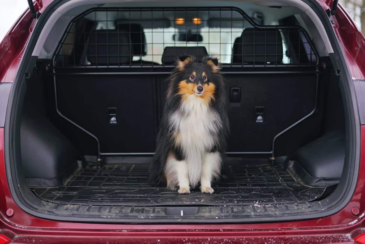 image of dog in car boot