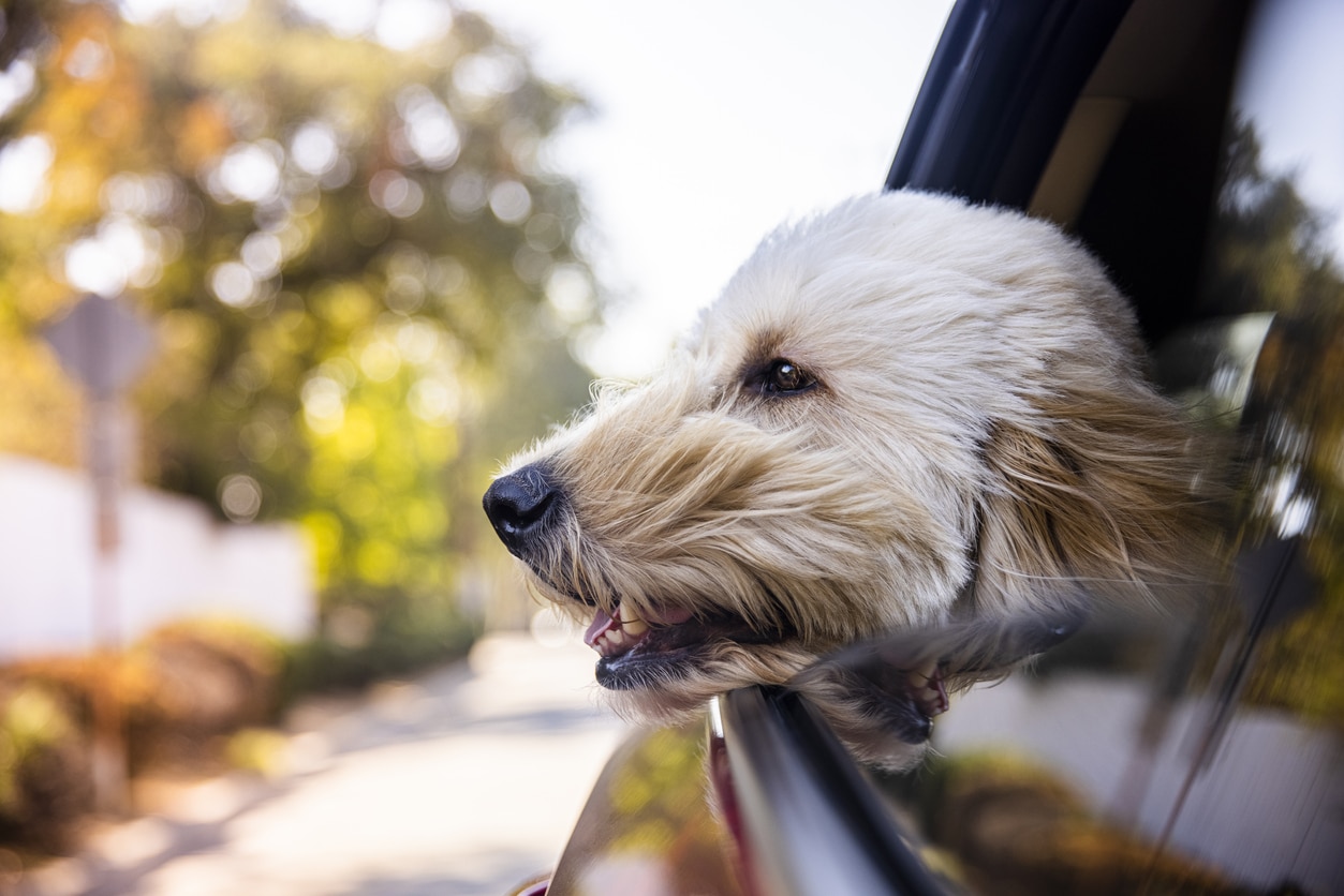 The Best Staycation Hotels for Pets