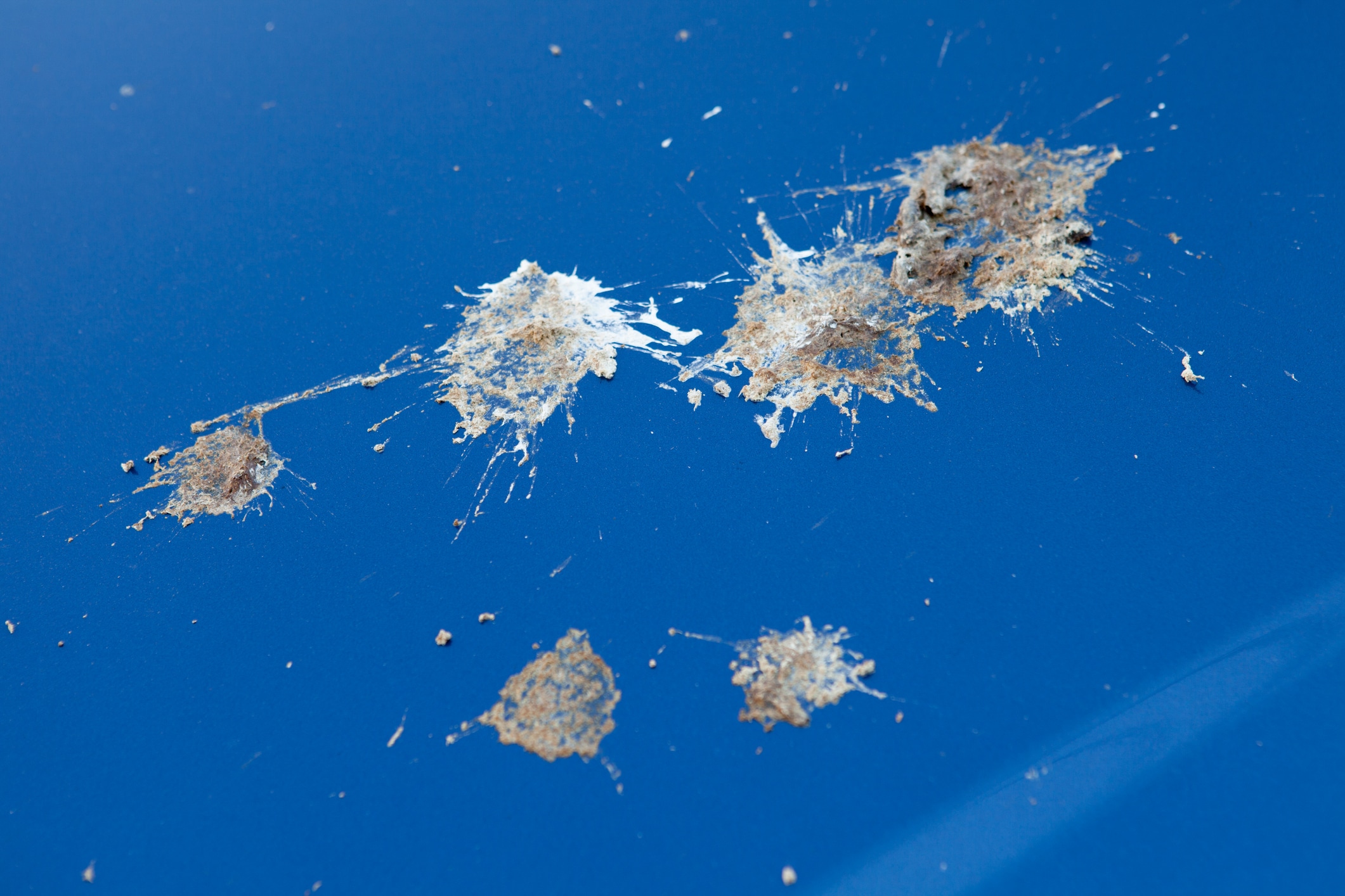 Removing Insects and Bird Droppings from Paintwork Safely